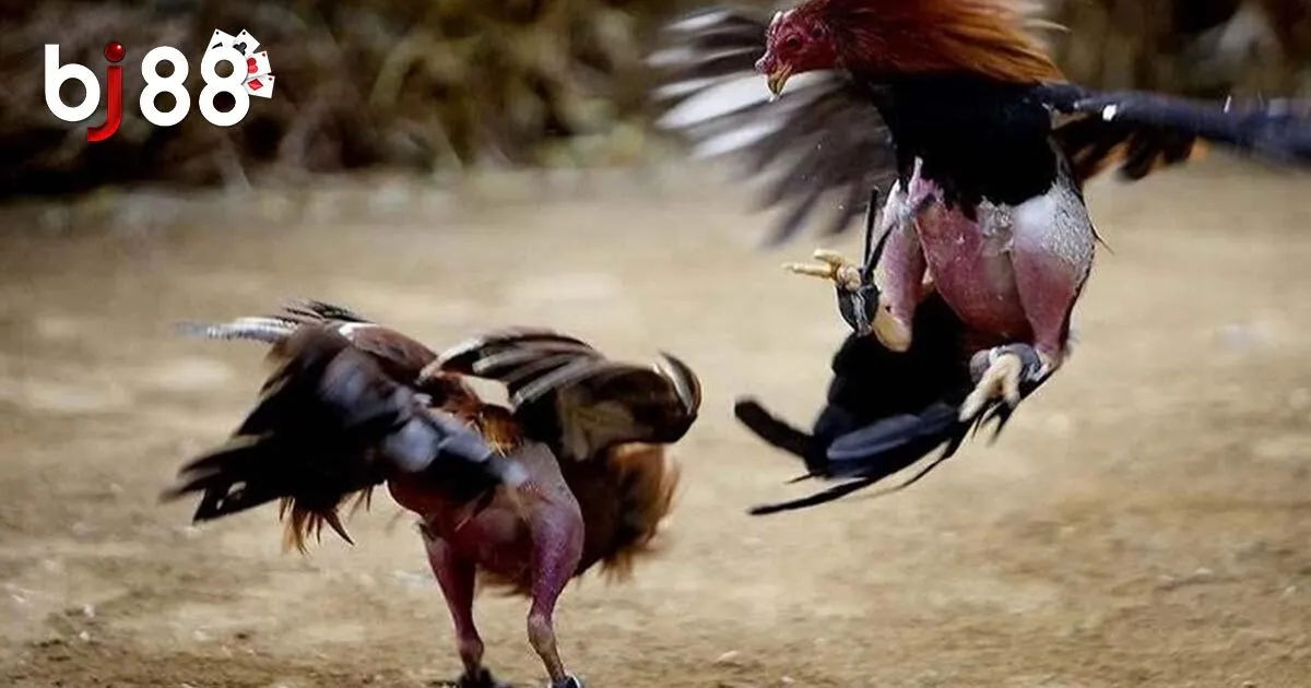 B&iacute; quyết chơi đ&aacute; g&agrave; BJ88 bất bại từ cao thủ