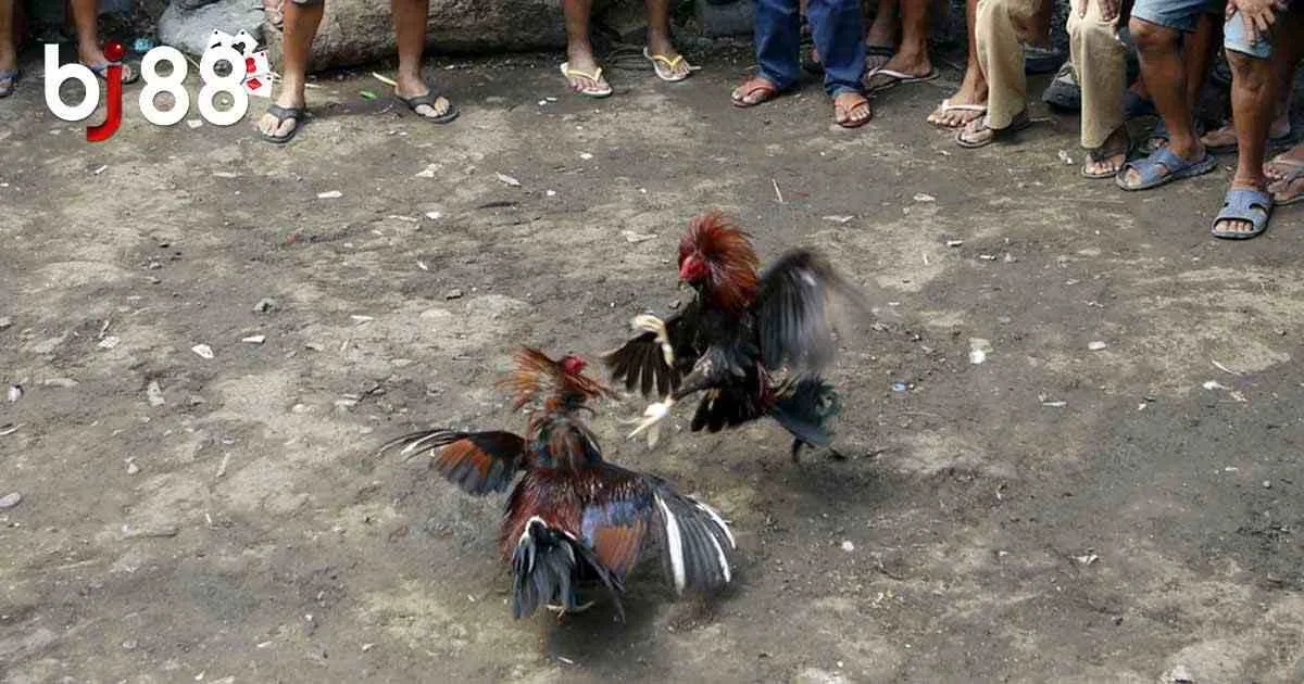 C&aacute;c h&igrave;nh thức chơi chọi k&ecirc; Philippines si&ecirc;u hấp dẫn