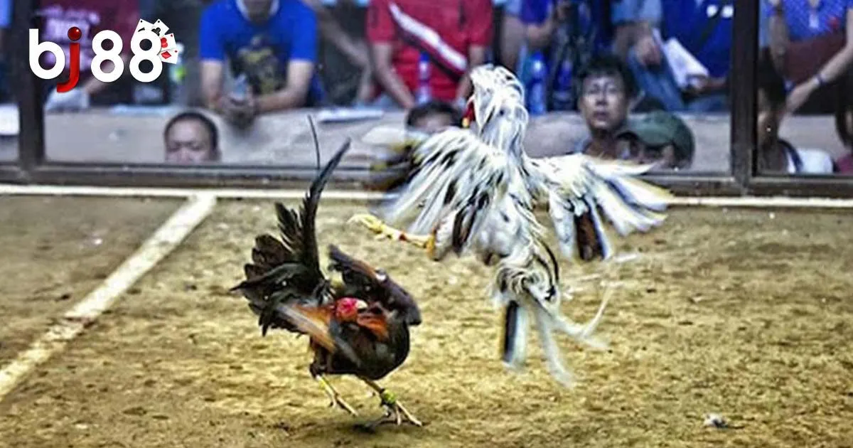 Đá Gà Campuchia - Kinh Nghiệm Chơi Đá Gà Hiệu Quả Nhất 2024 4 Một số lưu ý khi chơi đá gà Campuchia mới nhất