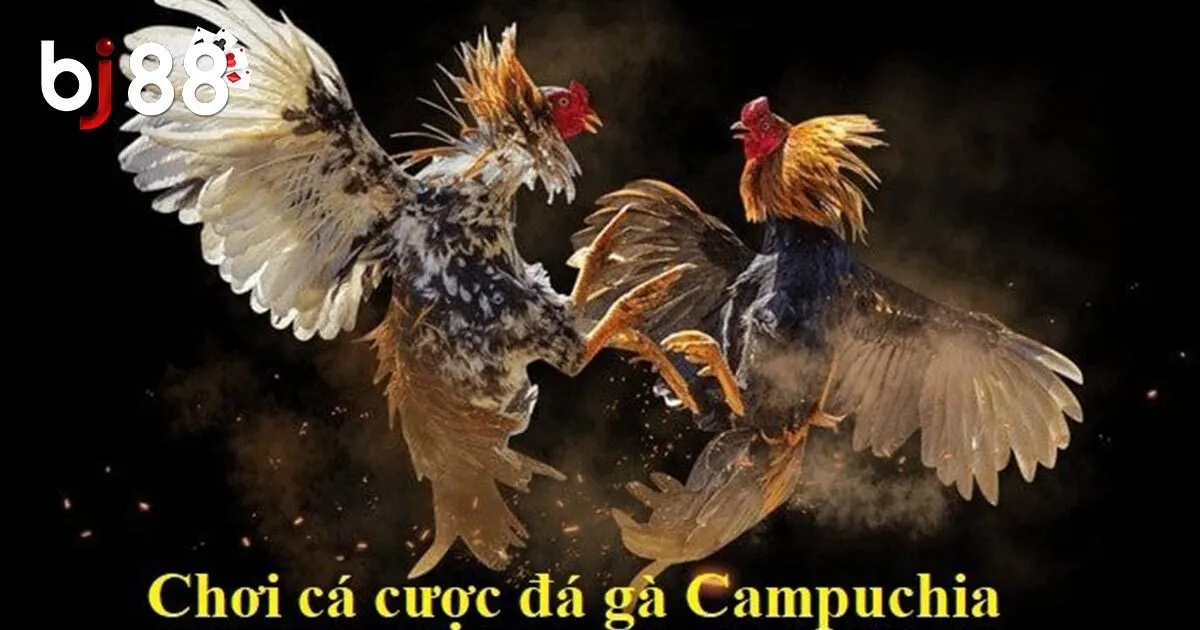 Đá Gà Campuchia - Kinh Nghiệm Chơi Đá Gà Hiệu Quả Nhất 2024 2 Các loại kèo đá gà Campuchia phổ biến