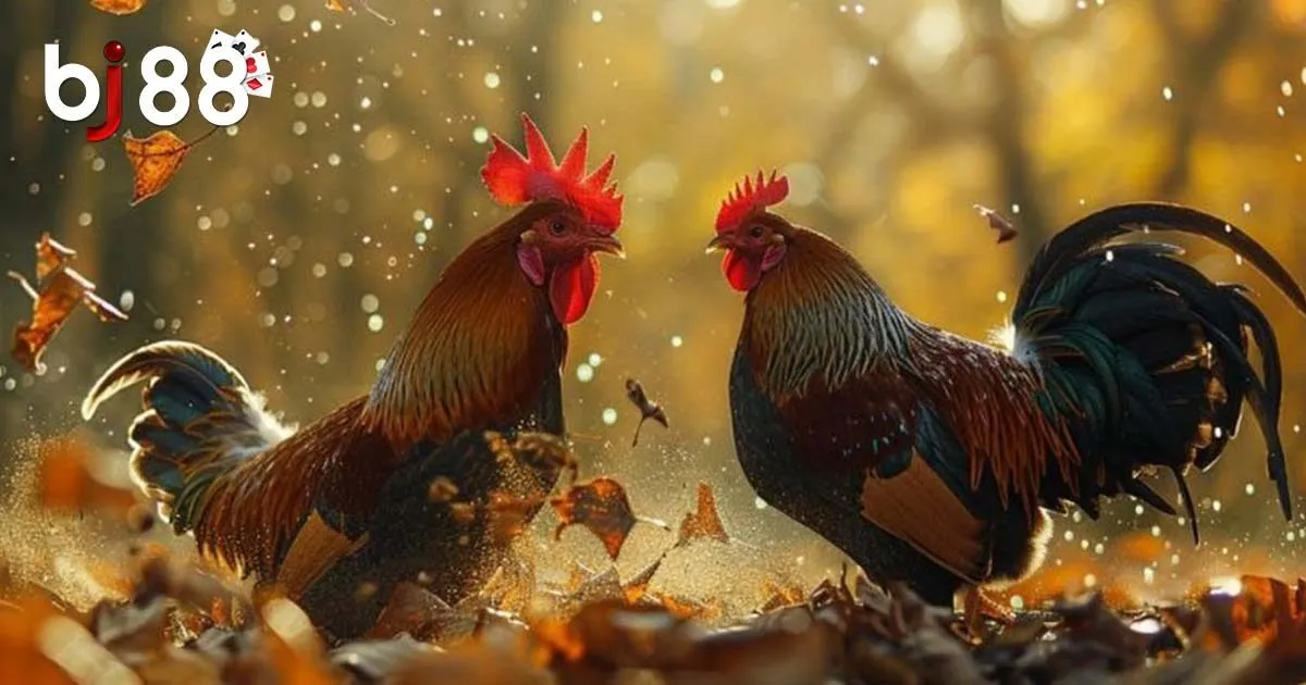 Đá Gà Cựa Sắt - Kinh Nghiệm Đặt Cược Thắng Lớn Từ Cao Thủ 3 Những loại cựa trong đá gà cựa sắt là gì?