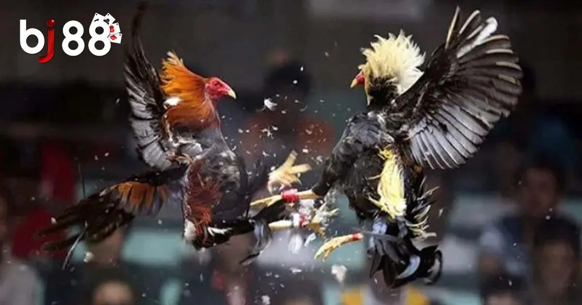 Đá Gà Cựa Sắt - Kinh Nghiệm Đặt Cược Thắng Lớn Từ Cao Thủ 4 Bỏ túi kinh nghiệm đá gà cựa sắt giúp thắng lớn