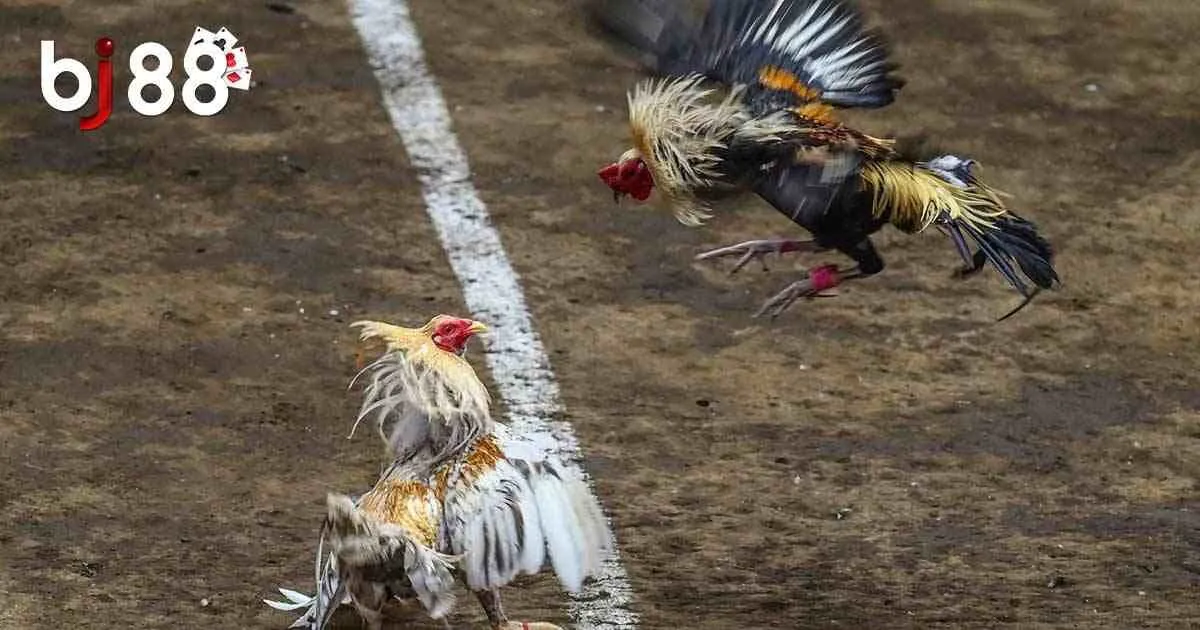 Sức h&uacute;t của đ&aacute; g&agrave; Philippines trực tuyến