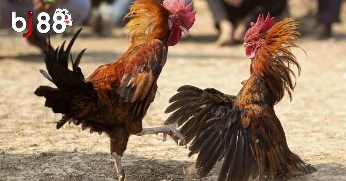 Giới thiệu đ&ocirc;i n&eacute;t về đ&aacute; g&agrave; Philippines