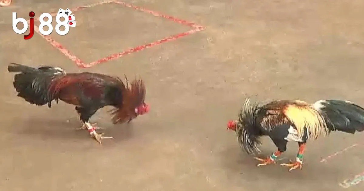 Đá Gà Campuchia - Kinh Nghiệm Chơi Đá Gà Hiệu Quả Nhất 2024 3 Bí quyết chơi đá gà Campuchia luôn thắng đậm tại BJ88