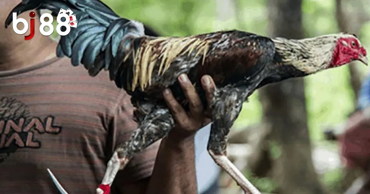 Đá Gà Cựa Dao - Siêu Phẩm Cá Cược Hấp Dẫn Tại BJ88 2 Khái quát về hình thức đá gà cựa dao BJ88