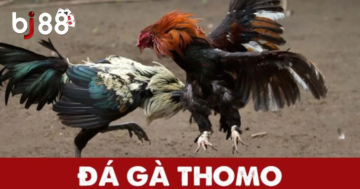 Đá Gà Thomo - Loại Hình Giải Trí Được Yêu Thích Hàng Đầu 2 Đôi nét về đá gà Thomo