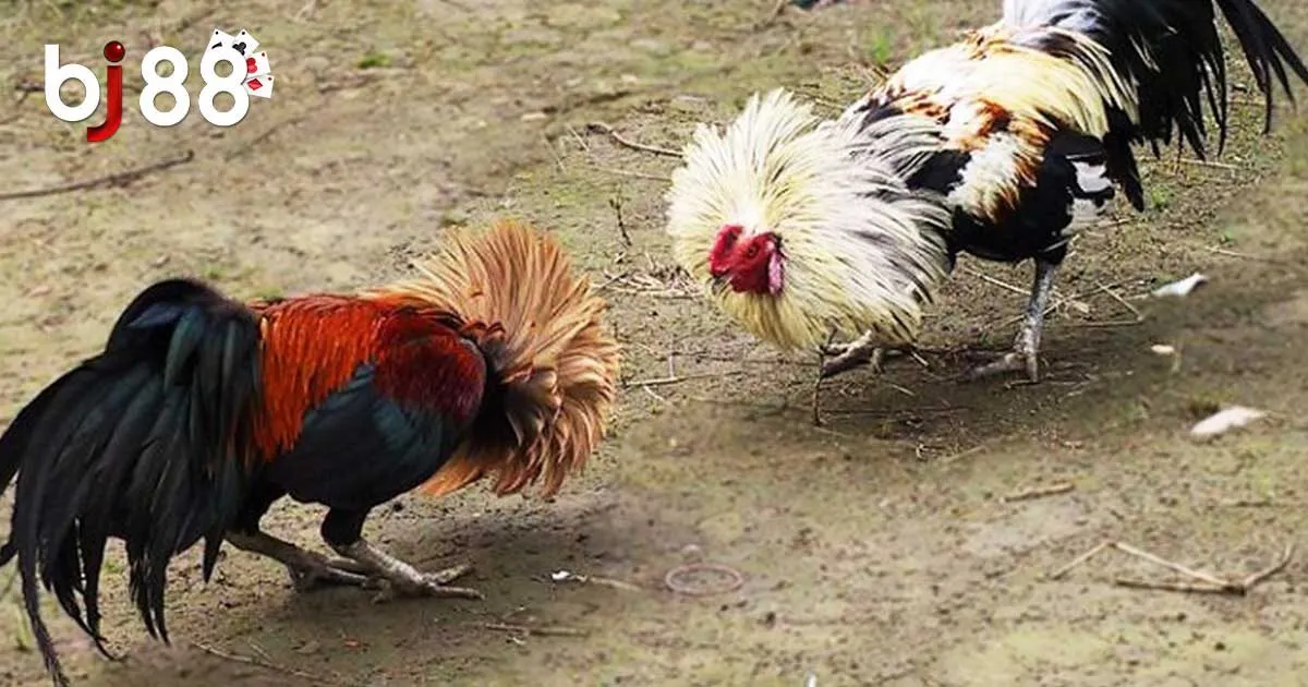 Đ&ocirc;i điều về đ&aacute; g&agrave; tre