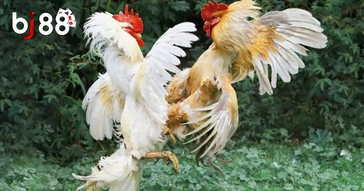 Hướng dẫn tham gia đ&aacute; g&agrave; BJ88 dễ d&agrave;ng