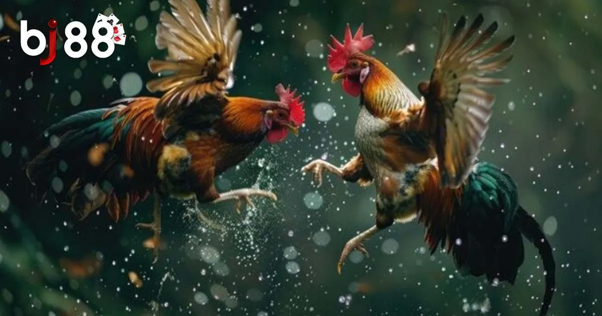 Đá Gà Thomo - Loại Hình Giải Trí Được Yêu Thích Hàng Đầu 4 Quy định cơ bản trong đá gà Thomo tân thủ cần biết