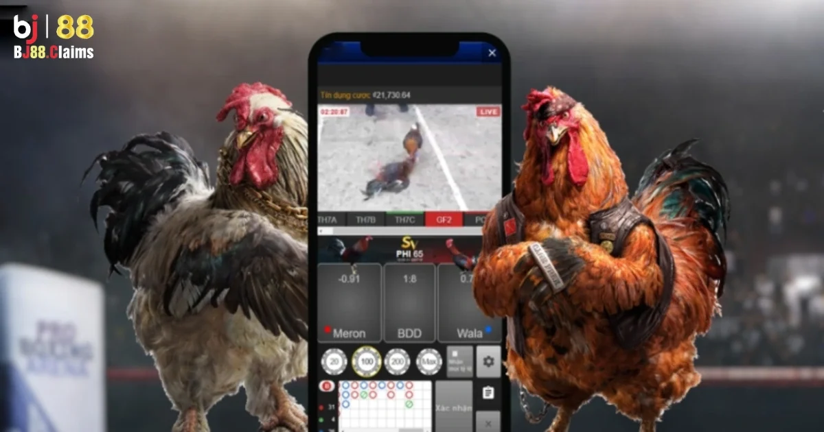 Đá Gà BJ88: Các Quy Tắc Cơ Bản Khi Chơi Đá Gà Tại BJ88 2 Hướng dẫn cách chơi đá gà BJ88 cho người mới