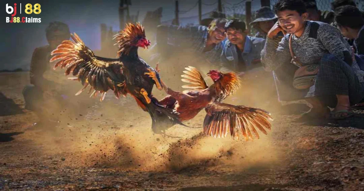 Đá Gà Campuchia: Hướng Dẫn Tham Gia Cược Đá Gà Tại BJ88 3 Các bước đăng ký tài khoản BJ88 để cược đá gà Campuchia