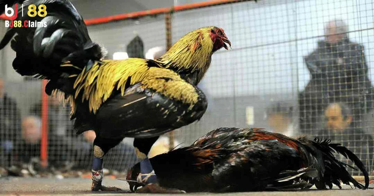 Đá Gà Campuchia: Hướng Dẫn Tham Gia Cược Đá Gà Tại BJ88 4 Bước 4: Đăng nhập vào tài khoản