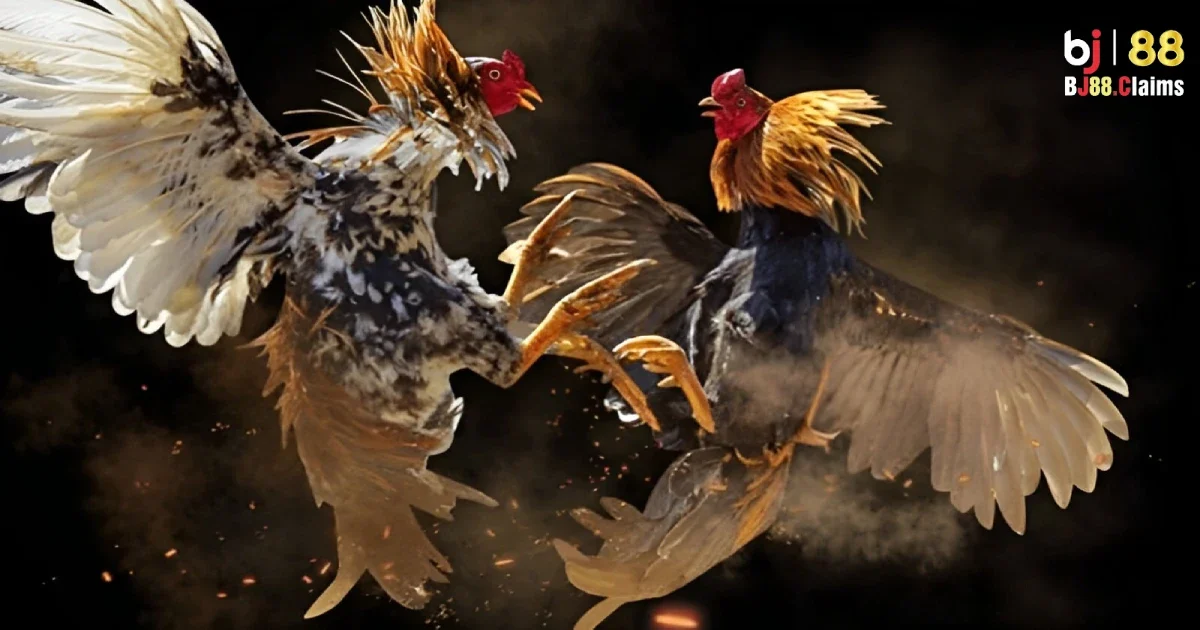 Đá Gà Cựa Dao - Tìm Hiểu Chất Liệu Đá Gà Cựa Dao Tại BJ88 2 Đặc điểm độc đáo của đá gà cựa dao tại BJ88