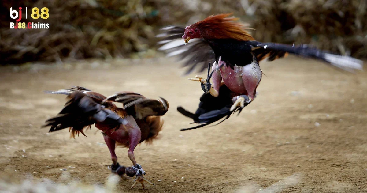 Đá Gà Cựa Dao - Tìm Hiểu Chất Liệu Đá Gà Cựa Dao Tại BJ88 3 Tìm hiểu về chất liệu đá gà cựa dao tại BJ88