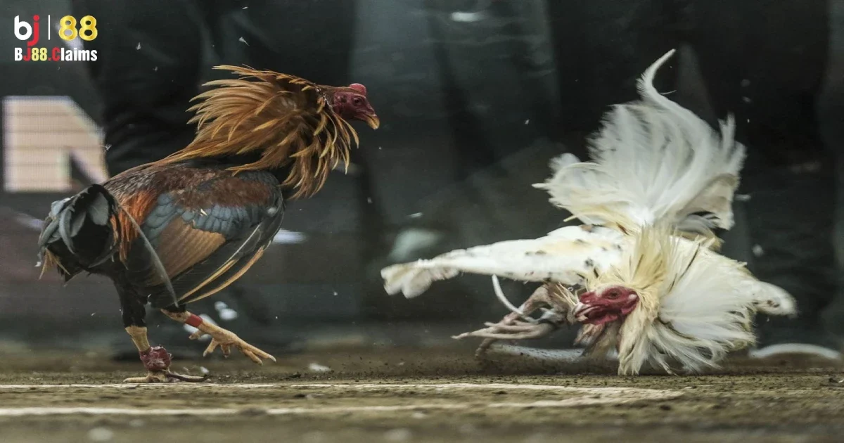 Những lợi &iacute;ch khi tham gia đ&aacute; g&agrave; Philippines tại BJ88