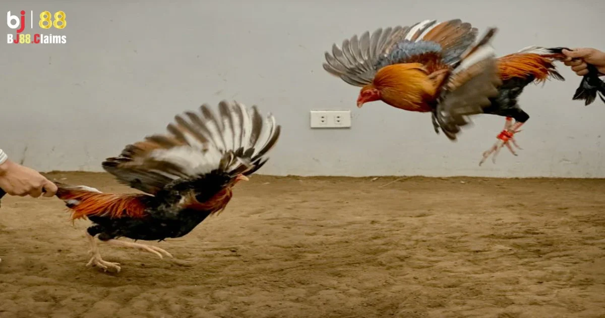 Đá Gà Tre Trên BJ88 Có Gì Đặc Biệt? Cùng Giải Đáp Chi Tiết 2 Đá gà tre trên BJ88 có gì đặc biệt?