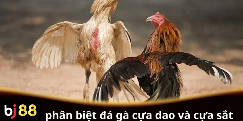 Phân Biệt Đá Gà Cựa Dao và Cựa Sắt Chi Tiết Từ A-Z 2 Phân biệt đá gà cựa dao và cựa sắt chi tiết