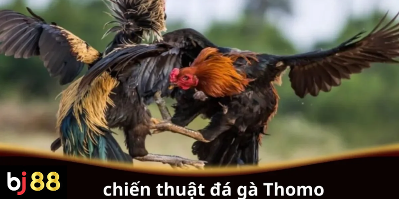 Chiến Thuật Đá Gà Thomo: Bí Quyết Đọc Vị Kê Vương & Thực Chiến 2 Chiến thuật đá gà Thomo hiệu quả cho người chơi
