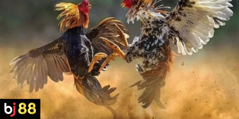 Chiến Thuật Đá Gà Thomo: Bí Quyết Đọc Vị Kê Vương & Thực Chiến 4 Các chiến thuật phổ biến trong đá gà Thomo