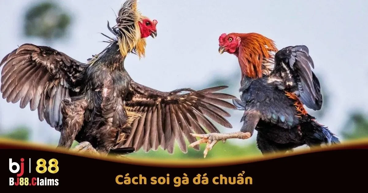 C&aacute;ch Soi G&agrave; Đ&aacute; Chuẩn Trước C&aacute;c Trận Đấu Tại BJ88