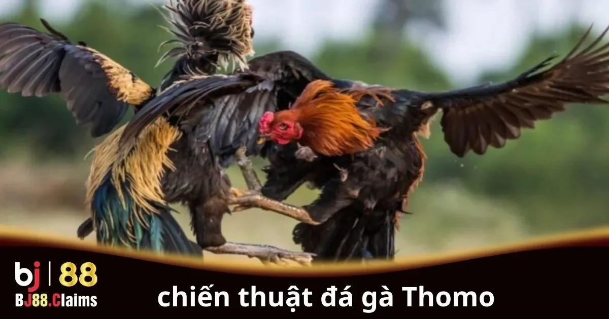 Khám Phá Chiến Thuật Đá Gà Thomo Hiệu Quả Nhất