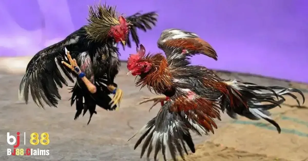 Ph&acirc;n t&iacute;ch phong c&aacute;ch thi đấu của đối thủ