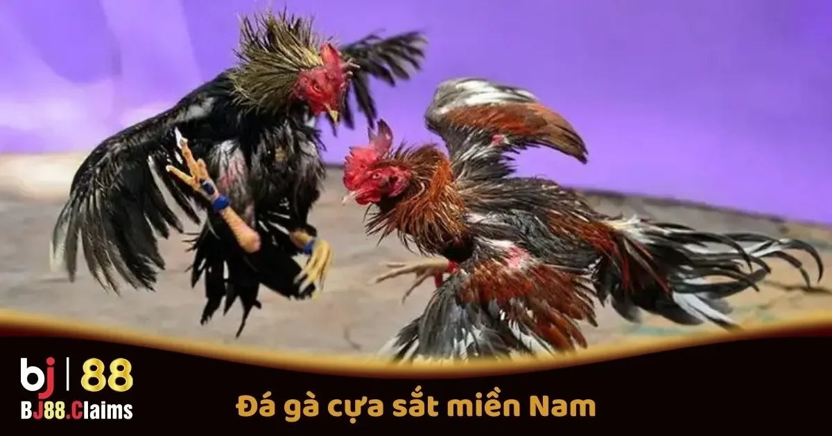 Đá Gà Cựa Sắt Miền Nam Tại BJ88: Cách Chơi Và Quy Tắc 1 Đá Gà Cựa Sắt Miền Nam Tại BJ88: Cách Chơi Và Quy Tắc