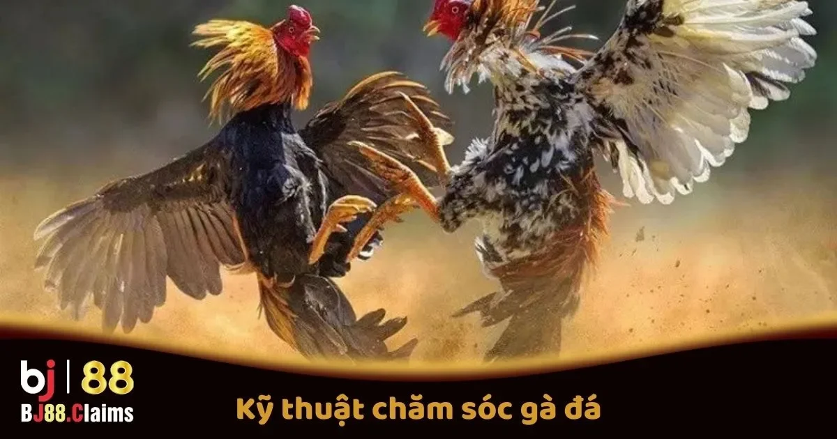 Kỹ Thuật Chăm Sóc Gà Đá Tại BJ88 Để Tăng Cường Sức Mạnh 2 Kỹ Thuật Chăm Sóc Gà Đá Để Tăng Cường Sức Mạnh Cho Gà Trước Trận Đấu