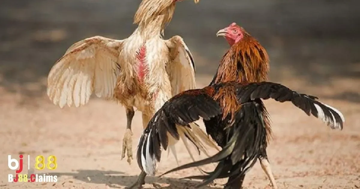 Kỹ Thuật Chăm Sóc Gà Đá Tại BJ88 Để Tăng Cường Sức Mạnh 3 Chế Độ Dinh Dưỡng Hoàn Hảo