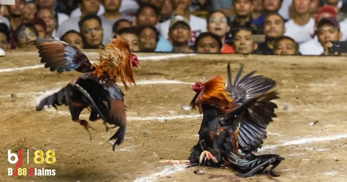 Luật Chơi Đá Gà Tre Truyền Thống: Hướng Dẫn Chi Tiết 3 Lịch sử của đá gà tre