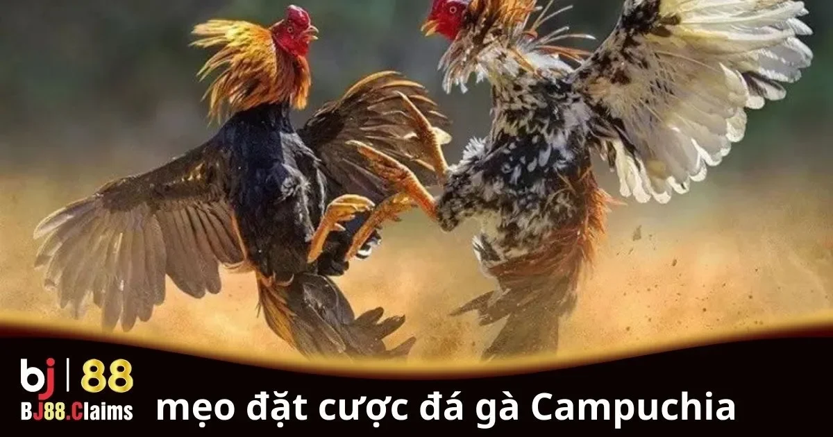 Mẹo Đặt Cược Đá Gà Campuchia: Hướng Dẫn Chi Tiết