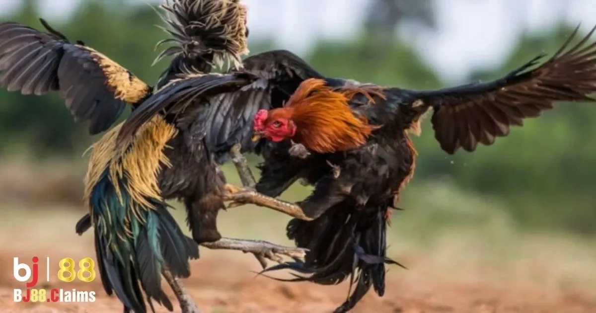 C&aacute;c chiến thuật đặt cược đ&aacute; g&agrave; Campuchia hiệu quả