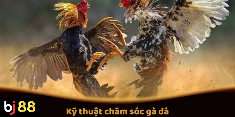 Kỹ thuật chăm sóc gà đá khỏe mạnh trước thi đấu 2 Kỹ Thuật Chăm Sóc Gà Đá Để Tăng Cường Sức Mạnh Cho Gà Trước Trận Đấu