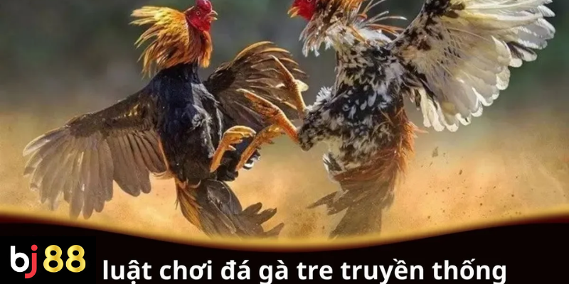 Luật Chơi Đá Gà Tre Truyền Thống: Cẩm Nang Chi Tiết Cho Người Mới 2 Luật chơi đá gà tre truyền thống cho người mới