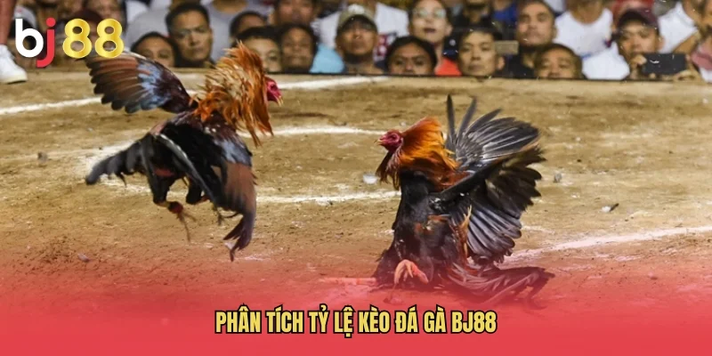 Ph&acirc;n t&iacute;ch tỷ lệ k&egrave;o đ&aacute; g&agrave; BJ88